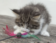 Wildfee's Norwegische Waldkatzen Wildfee's Nina Li - 7 Wochen alt