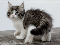 Wildfee's Norwegische Waldkatzen Wildfee's Nina Li - 7 Wochen alt