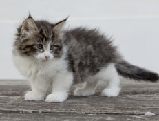 Wildfee's Norwegische Waldkatzen Wildfee's Nina Li - 7 Wochen alt