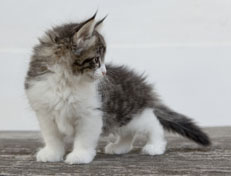 Wildfee's Norwegische Waldkatzen Wildfee's Nina Li - 7 Wochen alt