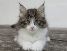 Wildfee's Norwegische Waldkatzen Wildfee's Nina Li - 7 Wochen alt