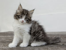 Wildfee's Norwegische Waldkatzen Wildfee's Nina Li - 7 Wochen alt