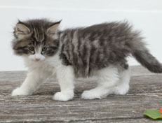 Wildfee's Norwegische Waldkatzen Wildfee's Nina Li - 7 Wochen alt