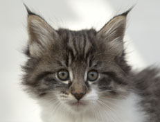 Wildfee's Norwegische Waldkatzen Wildfee's Nori Li - 7 Wochen alt