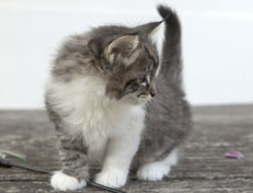 Wildfee's Norwegische Waldkatzen Wildfee's Nori Li - 7 Wochen alt