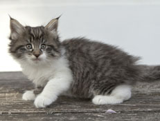 Wildfee's Norwegische Waldkatzen Wildfee's Nori Li - 7 Wochen alt