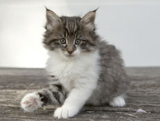 Wildfee's Norwegische Waldkatzen Wildfee's Nori Li - 7 Wochen alt