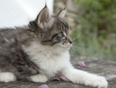 Wildfee's Norwegische Waldkatzen Wildfee's Nori Li - 7 Wochen alt