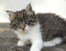 Wildfee's Norwegische Waldkatzen Wildfee's Nori Li - 7 Wochen alt