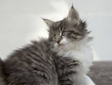 Wildfee's Norwegische Waldkatzen Wildfee's Nori Li - 7 Wochen alt