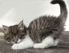 Wildfee's Norwegische Waldkatzen Wildfee's Nori Li - 7 Wochen alt