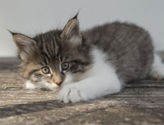 Wildfee's Norwegische Waldkatzen Wildfee's Nori Li - 7 Wochen alt