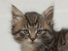 Wildfee's Norwegische Waldkatzen Wildfee's Nuriel - 7 Wochen alt