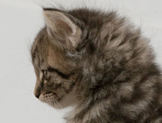 Wildfee's Norwegische Waldkatzen Wildfee's Nuriel - 7 Wochen alt