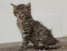 Wildfee's Norwegische Waldkatzen Wildfee's Nuriel - 7 Wochen alt