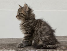 Wildfee's Norwegische Waldkatzen Wildfee's Nuriel - 7 Wochen alt