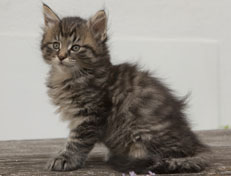 Wildfee's Norwegische Waldkatzen Wildfee's Nuriel - 7 Wochen alt