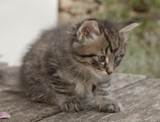 Wildfee's Norwegische Waldkatzen Wildfee's Nuriel - 7 Wochen alt