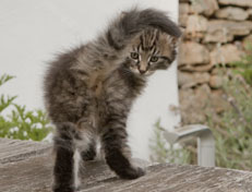 Wildfee's Norwegische Waldkatzen Wildfee's Nuriel - 7 Wochen alt