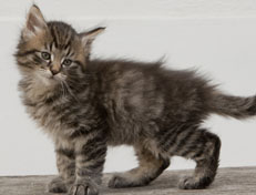 Wildfee's Norwegische Waldkatzen Wildfee's Nuriel - 7 Wochen alt