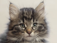 Wildfee's Norwegische Waldkatzen Wildfee's Nala Li - 8 Wochen alt