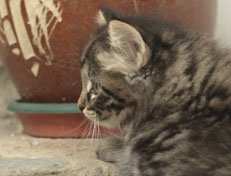 Wildfee's Norwegische Waldkatzen Wildfee's Nala Li - 8 Wochen alt