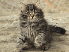 Wildfee's Norwegische Waldkatzen Wildfee's Nala Li - 8 Wochen alt