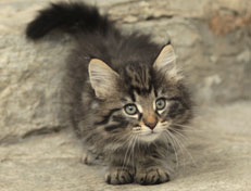 Wildfee's Norwegische Waldkatzen Wildfee's Nala Li - 8 Wochen alt