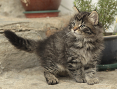 Wildfee's Norwegische Waldkatzen Wildfee's Nala Li - 8 Wochen alt