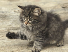 Wildfee's Norwegische Waldkatzen Wildfee's Nala Li - 8 Wochen alt