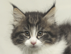 Wildfee's Norwegische Waldkatzen Wildfee's Nina Li - 8 Wochen alt