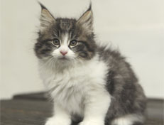 Wildfee's Norwegische Waldkatzen Wildfee's Nina Li - 8 Wochen alt