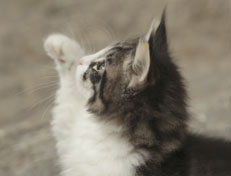 Wildfee's Norwegische Waldkatzen Wildfee's Nina Li - 8 Wochen alt