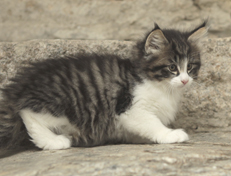 Wildfee's Norwegische Waldkatzen Wildfee's Nina Li - 8 Wochen alt