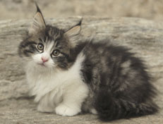 Wildfee's Norwegische Waldkatzen Wildfee's Nina Li - 8 Wochen alt