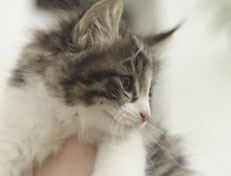 Wildfee's Norwegische Waldkatzen Wildfee's Nina Li - 8 Wochen alt