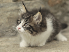 Wildfee's Norwegische Waldkatzen Wildfee's Nina Li - 8 Wochen alt