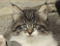 Wildfee's Norwegische Waldkatzen Wildfee's Nori Li - 8 Wochen alt