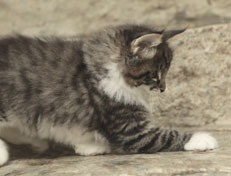 Wildfee's Norwegische Waldkatzen Wildfee's Nori Li - 8 Wochen alt