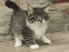 Wildfee's Norwegische Waldkatzen Wildfee's Nori Li - 8 Wochen alt