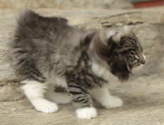 Wildfee's Norwegische Waldkatzen Wildfee's Nori Li - 8 Wochen alt