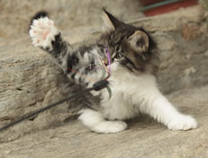 Wildfee's Norwegische Waldkatzen Wildfee's Nori Li - 8 Wochen alt