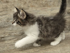 Wildfee's Norwegische Waldkatzen Wildfee's Nori Li - 8 Wochen alt