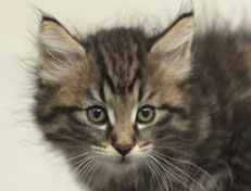 Wildfee's Norwegische Waldkatzen Wildfee's  Nuriel - 8 Wochen alt