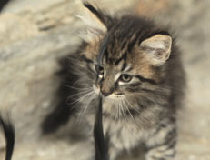 Wildfee's Norwegische Waldkatzen Wildfee's  Nuriel - 8 Wochen alt