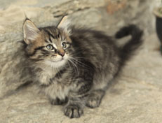 Wildfee's Norwegische Waldkatzen Wildfee's  Nuriel - 8 Wochen alt