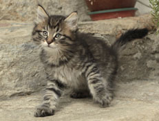 Wildfee's Norwegische Waldkatzen Wildfee's  Nuriel - 8 Wochen alt