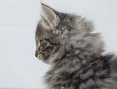 Wildfee's Norwegische Waldkatzen Wildfee's Nala Li - 9 Wochen alt