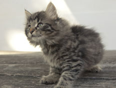 Wildfee's Norwegische Waldkatzen Wildfee's Nala Li - 9 Wochen alt