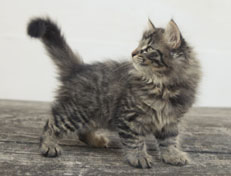 Wildfee's Norwegische Waldkatzen Wildfee's Nala Li - 9 Wochen alt